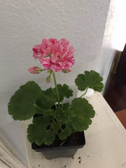 Geranium Ivy Live Plant Plug, Great Balls of Fire Pink, 8 Oz Pot, Ideal for DIY Planters, Pelargonium peltatum