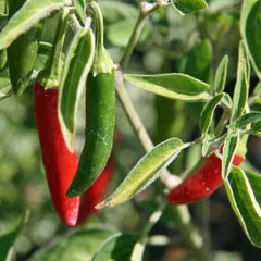 Serrano Pepper Seeds - 100+ Non-GMO Seeds for Gardening | Capsicum annuum