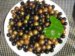 Organic Muscadine Grape Cuttings 10+10 Black Noble Bronze Carlos Vitis rotundifolia
