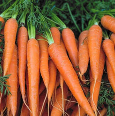 Danvers Carrot Seeds - 1000+ Seeds for Garden Planting - Daucus carota - Heirloom Variety - USA