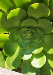 Aeonium Canariense Succulent Plant Cutting 5"-6" Green Large