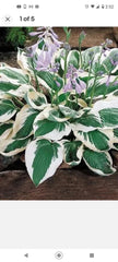 Patriot Variegated Hosta Root Plant - Ready to Plant - Hostas for Shade Gardens - Hosta 'Patriot'