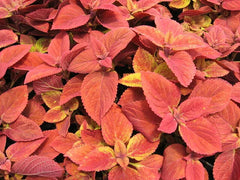 Coleus Seeds - Wizard Sunset Variety - 40 Fresh Seeds - Colorful Foliage - Ideal for Gardens & Containers - Free Shipping