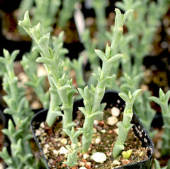 Ruschia Uncinata 'Doringvygie' Succulent Live Plant 2 Inch - Drought-Tolerant Ground Cover for Home Garden Decor