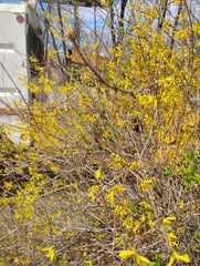 Forsythia Cuttings for Rooting - 8 UNROOTED Cuttings - Perennial Plant (Forsythia spp.)