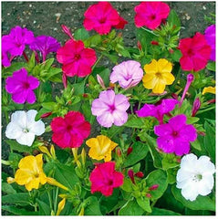 Mixed Four O'Clock Seeds - 100+ Count - Tender Perennial, Reseeding, Exotic Garden Plants (Mirabilis jalapa)