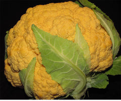 Cheddar Cauliflower Seeds - 40+ Fresh Seeds - Brassica oleracea var. botrytis - Heirloom Vegetable Garden Seeds