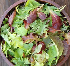 Gourmet Mesclun Mix Seeds 1oz Organic Lettuce Greens Blend for Garden Container - Ideal for Home Gardening