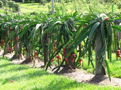 Dragon Fruit Cutting 6+ inches Purple "Haley's Comet" Pitaya - Exotic Cactus Plant for Home Garden (Hylocereus undatus)