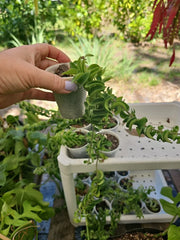 Aeschynanthus Twisted Rasta Lipstick Plant in 2.5" Pot - Rooted Houseplant for Indoor Decor - Easy Care Greenery