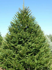 Norway Spruce Tree Live Plant 8-16" Set of 2 Bare Root Picea abies