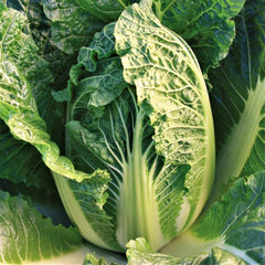 Kyoto No. 3 Chinese Napa Cabbage Seeds - USA Grown, Heading Variety, Perfect for 2025 Planting - Brassica rapa subsp. pekinensis