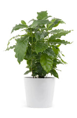 Arabica Coffee Bean Starter Plant - Rooted - Perfect for Home Brewing - Coffea arabica