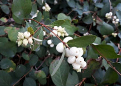 Snowberry Shrub Seeds - 50+ Non-GMO Seeds - Symphoricarpos albus - Grown and Shipped from Iowa