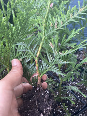 Rooted Starter Plant Green Giant Arborvitae - Thuja - Bare Root, Fast Growing Privacy Tree