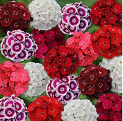 Mixed Colors Sweet William Seeds - 200+ Seeds, Dianthus Barbatus, Flowering Perennial Garden Seeds