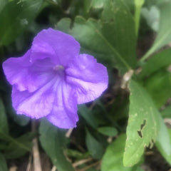 Mexican Petunia Cuttings - 10 Fresh Rotted Cuttings - Ruellia Brittoniana - Easy to Grow, Vibrant Blooms