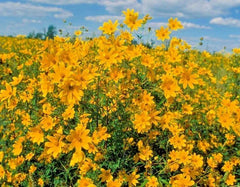Swamp Marigold Seeds - 100+ Tickseed Native Wildflower Shrub - Fast Growing Bush Flowers
