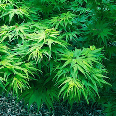 10" Dwarf Japanese Maple Tree Seeds, Mikawa Yatsubusa Variety, Unique Hemp Herb Bonsai