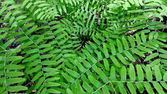 Royal Fern Seeds 1000 Spores Hardy to -30°F Osmunda regalis Maries Green Garden