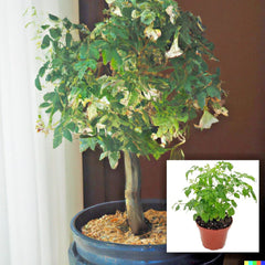 Radermachera sinica Tree Seeds - China Doll - 15 Exotic Indoor Bonsai Plant Seeds - Perfect for Home Gardening