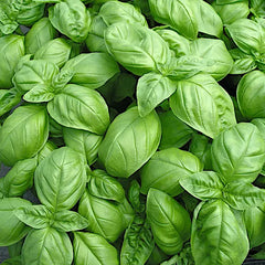 Genovese Basil Seeds | Heirloom Non-GMO | Organic Herb Seeds | Ocimum basilicum