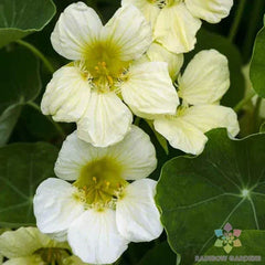 Yeti Nasturtium Seeds - 50+ Count - Colorful Edible Flowers - Tropaeolum majus - Fast Shipping USA