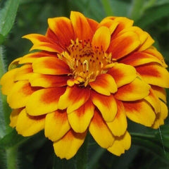 Persian Carpet Zinnia Flower Seeds - 100+ Annual Wildflower Seeds for Garden - Colorful Blossoms, Easy to Grow