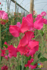 Sally Maitland Sweet Pea Seeds - 50+ Pack for Garden Planting - Lathyrus odoratus - USA Made, Free Shipping