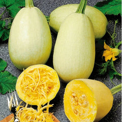 Spaghetti Squash Seeds - Non-GMO Organic Heirloom - Cucurbita pepo - 5 to 100 Seeds
