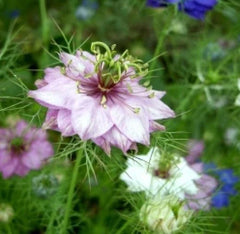 Love in a Mist Flower Seeds, Mixed Colors, 50 Fresh Seeds, Nigella damascena - Free Shipping