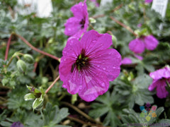 25+ Subcaulescens Geranium Seeds for Garden Planting - Pelargonium subcaulescens - USA Grown, Free Shipping