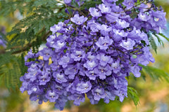 Blue Jacaranda Tree Seeds - 50 Count - Stunning Flowering Tree - Jacaranda mimosifolia - Made in USA, Ships from USA