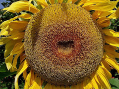 American Giant Hybrid Sunflower Seeds - Gardening Gift - Helianthus annuus - Fast Shipping
