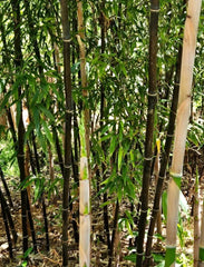 Black Bamboo Rhizomes 1–12 Pack, Fast-Growing Bare Root Plants, Phyllostachys nigra