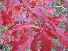 Scarlet Oak Tree Seeds | Premium Quality | Quercus coccinea | Ideal for Planting and Landscaping
