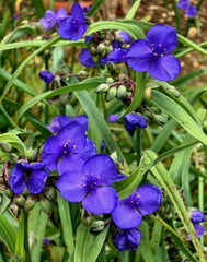 Live Spiderwort Plant - Bluejacket Variety - Tradescantia - Well-Rooted Widow Tears