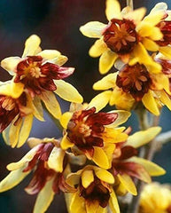 Wintersweet Bonsai Tree Seeds - 10 Pack - Chimonanthus praecox - Fragrant Flowering Seeds for Indoor Gardening