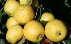 Pitmaston Pine Apple Seeds - 25+ Count - Heirloom Fruit Seeds - Perfect for Garden Planting - USA