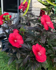 Mimi Hibiscus Plant - Small Rooted Starter - Huge 6-8” Blooms - Hibiscus moscheutos