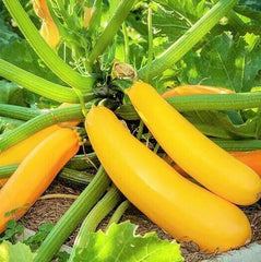 Golden Yellow Zucchini Seeds | Summer Squash Courgette Kousa | Vegetable Seed 2025