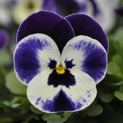 Viola Seeds 50 Seeds Quicktime Mickey Flower Seeds (Viola tricolor) - Colorful Garden Annuals for Planting