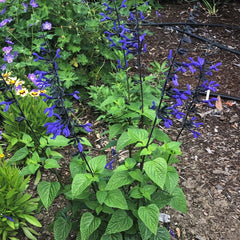 Salvia ‘Black and Blue’ – Live Starter Plant, Tender Perennial Salvia guaranitica, Hummingbird Magnet, Bold Blue Flowering Plant