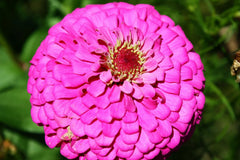 Zinnia Seeds - 60 Seeds - Pink Fully Double Flower - Zinnia elegans - GroCo USA - Buy 15 Ships Free