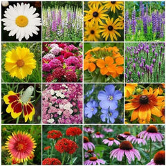 Bulk Pack Perennial Wildflower Seeds - Non-GMO 3000+ Seeds for Fall or Spring Planting - Diverse Varieties