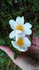 Heirloom Baby Rambling Rose Bush Live Plant 1' Multiflora, White - Rooted Climbing Rose (Rosa multiflora)