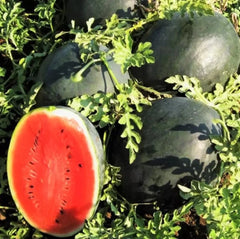 Giant Black Diamond Watermelon Seeds - 120+ Heirloom Organic Seeds - Citrullus lanatus