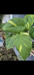 Golden Pathos Live Plant Cuttings with Roots - Small Indoor/Outdoor Vine - Epipremnum aureum