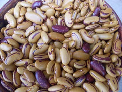 Tiger's Eye Beans Seeds - 10 Heirloom Shelling Seeds, Beautiful Golden Color, Phaseolus vulgaris
