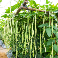 Cow Pea Seeds for Planting | 50+ Non-GMO Seeds | Made in USA, Ships from Iowa | Vigna unguiculata
